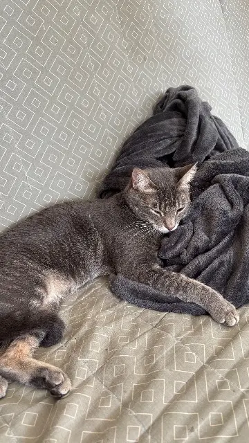 chatte lost   13680 Lançon-Provence Kara