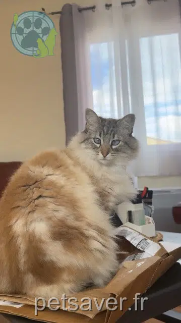 chatte lost   13560 Sénas Kimi