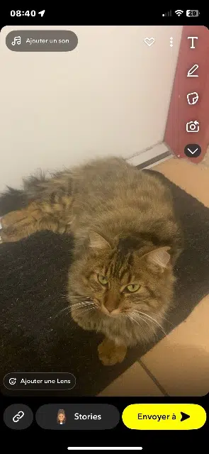 chatte lost   13120 Gardanne Lagerta