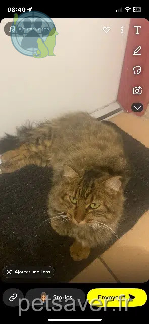 Katze vermisst 13120 Gardanne Lagerta Katze lost 13120 Gardanne Lagerta