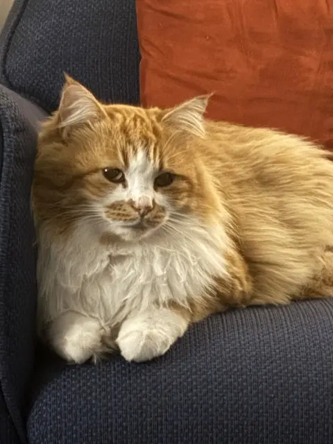 chatte lost   13350 Charleval Lilly