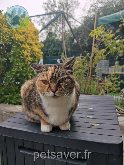 cat lost   13115 Saint-Paul-lès-Durance Lily