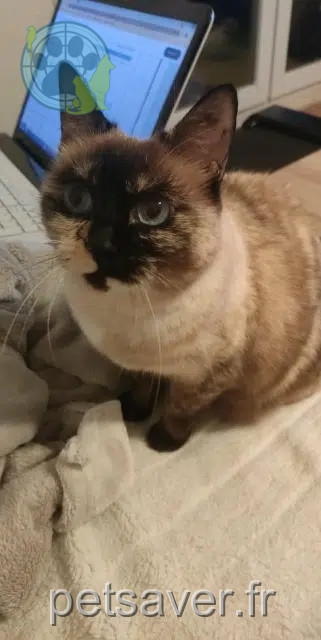 Katze vermisst 13140 Miramas Lily Katze lost 13140 Miramas Lily