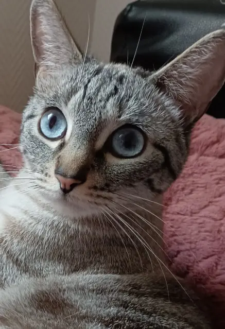 chatte lost    Martigues lle