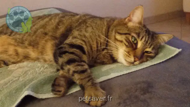 chatte lost   13700 Marignane Loula