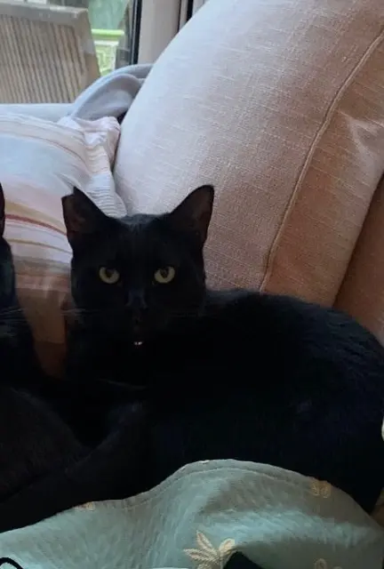 chatte lost   13730 Saint-Victoret Lucie
