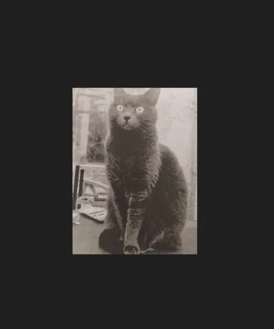 chatte perdue 13770 Venelles Lune chatte lost 13770 Venelles Lune
