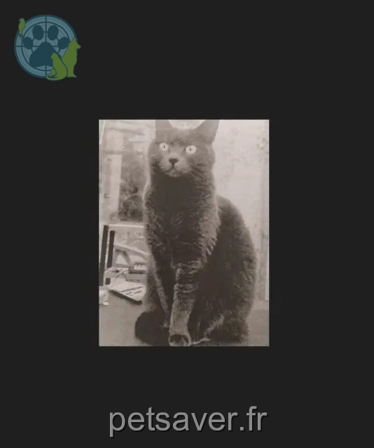 chatte perdue 13770 Venelles Lune chatte lost 13770 Venelles Lune