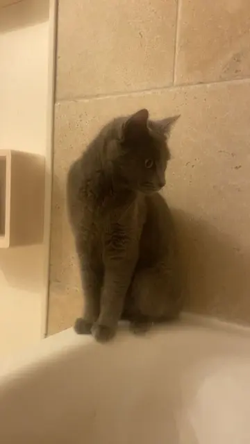 chatte lost   13530 Trets LYA