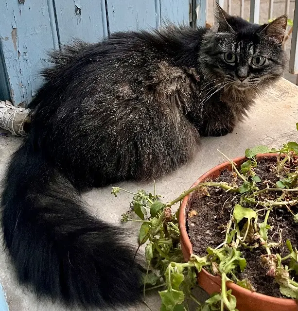 chatte lost    Arles Maou