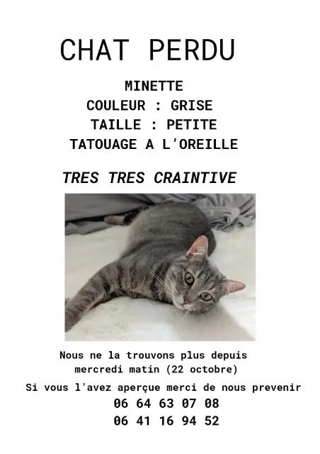 chatte lost    Marseille Azuki