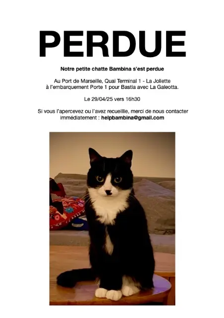 chatte lost    Marseille Bambina