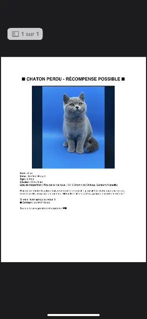 gata lost    Marseille Blue