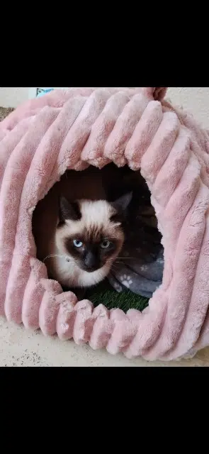 chatte lost    Marseille Bulma