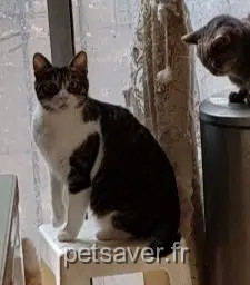 chatte lost    Marseille Caline