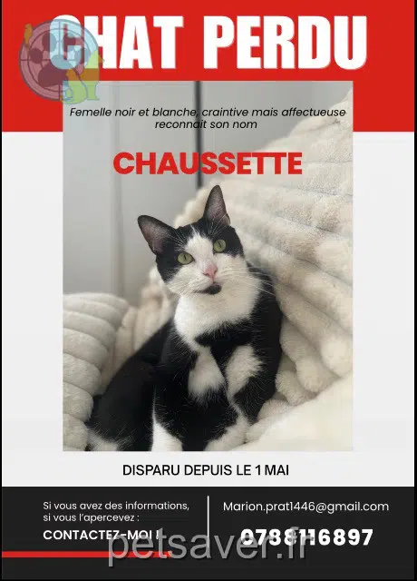 gata lost    Marseille Chaussette