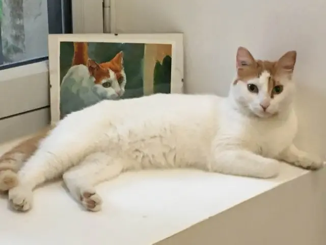 chatte lost    Marseille Chipie