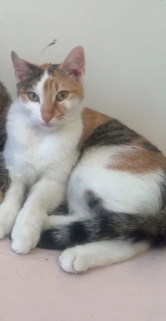 Katze vermisst Marseille Chipie Katze lost Marseille Chipie