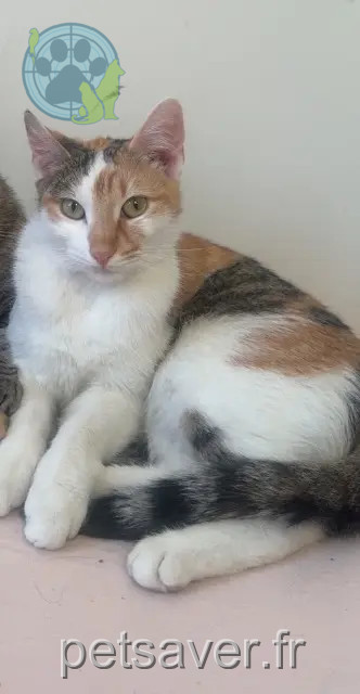 chatte perdue Marseille Chipie chatte lost Marseille Chipie