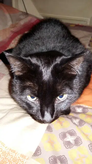 chatte lost    Marseille Chloé