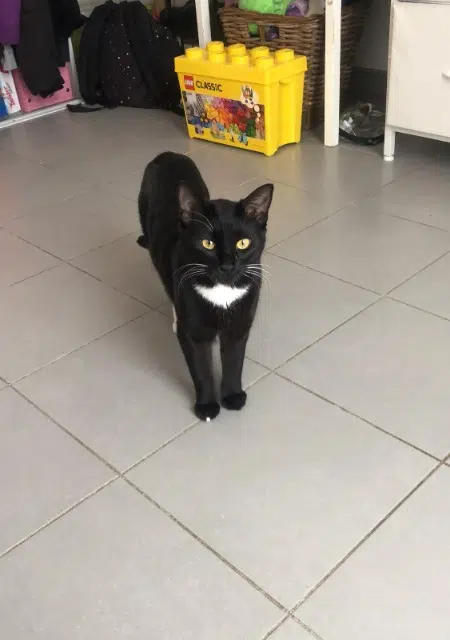 chatte lost    Marseille Circé