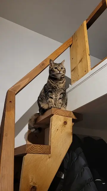 chatte lost    Marseille Damso