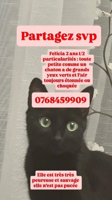 chatte lost    Marseille Felicia