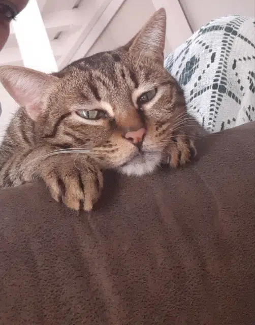 chatte lost    Marseille Gaia