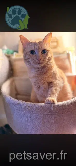 chatte lost    Marseille Gina