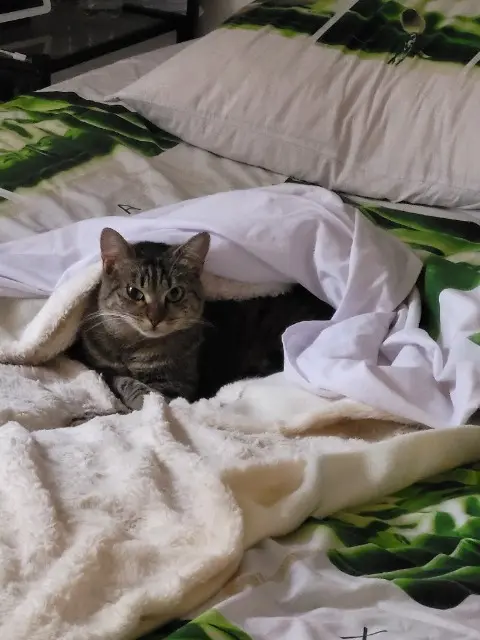 chatte lost    Marseille Gray