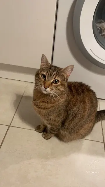 chatte lost    Marseille Happy