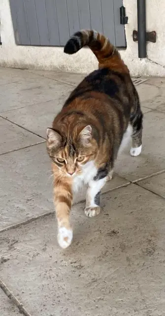 chatte lost    Marseille IZY