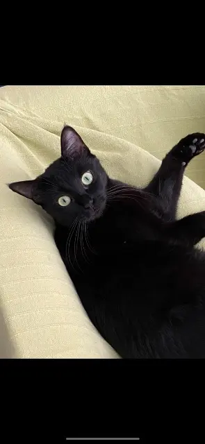 chatte lost    Marseille Kaya