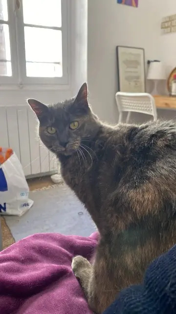 chatte lost    Marseille Lichou