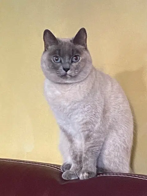 chatte lost    Marseille Lilou