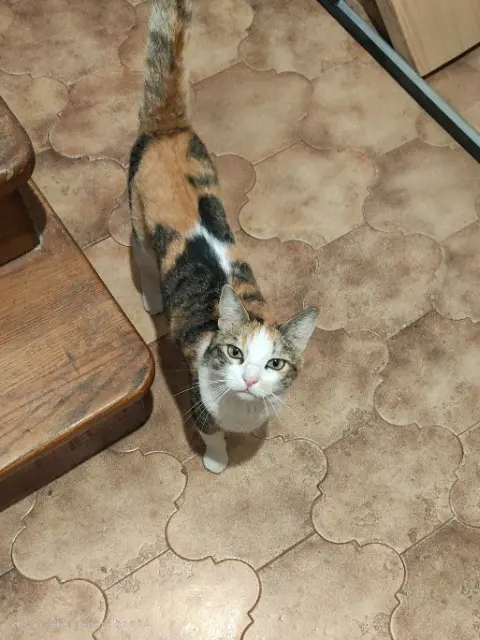 chatte lost    Marseille Liya