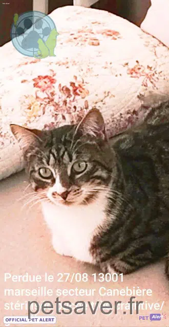 chatte lost Marseille Lou