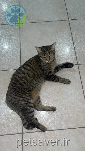 kat vermist Marseille Luna kat lost Marseille Luna