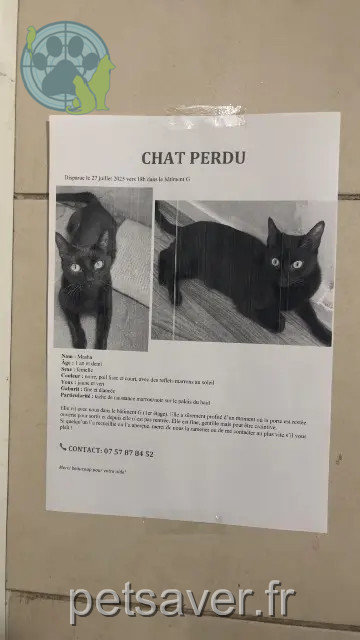 Katze vermisst Marseille Masha Katze lost Marseille Masha