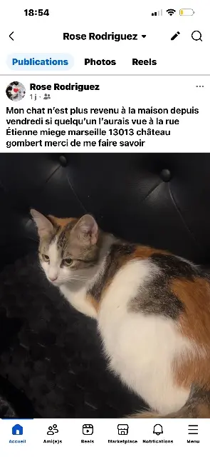 chatte lost    Marseille Maxou