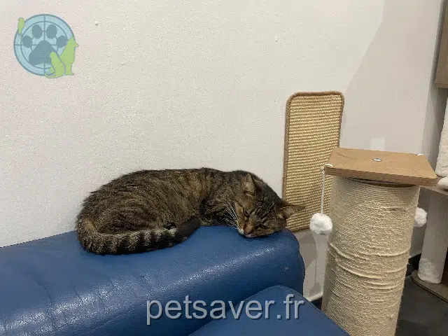 chatte lost Marseille Maya