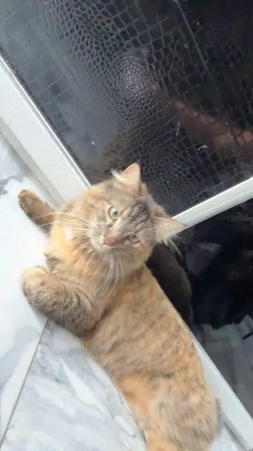 chatte lost    Marseille Maya