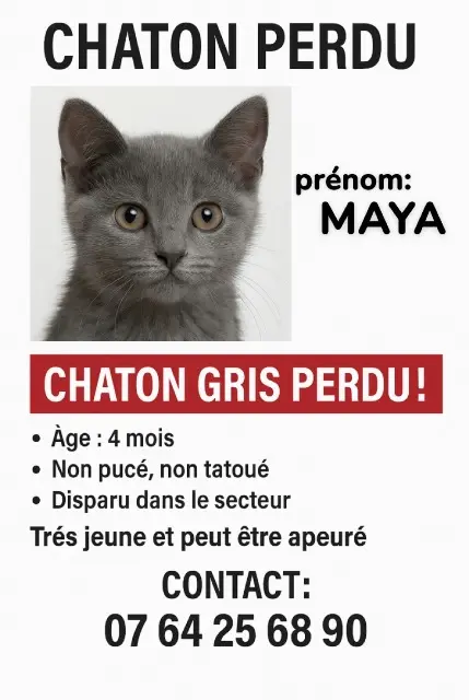 chatte lost    Marseille Maya