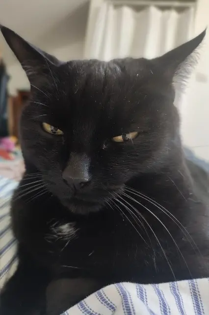 chatte lost    Marseille Melba