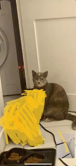 chatte lost    Marseille Mikasa