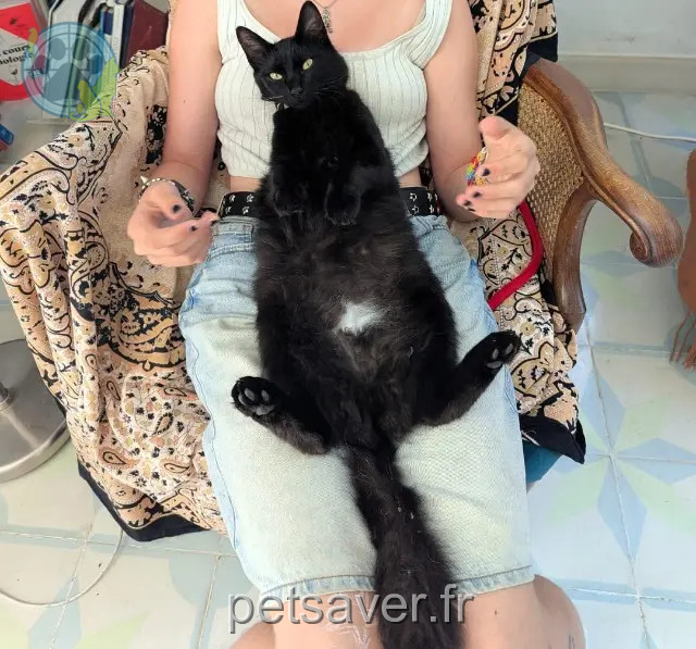 gata perdida Marseille Miki gata lost Marseille Miki