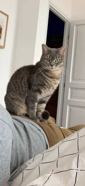chatte lost    Marseille Mishka