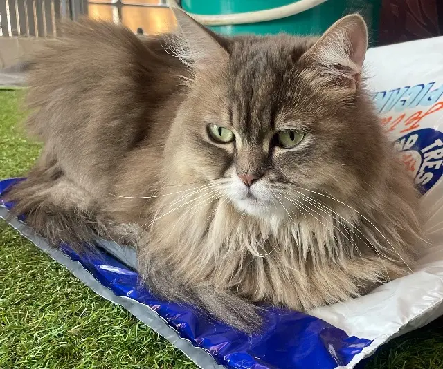 chatte lost    Marseille Mochi