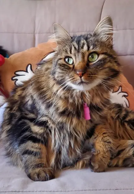chatte lost    Marseille MOLLY