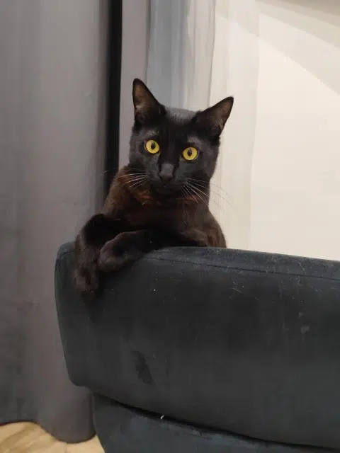 chatte lost    Marseille Moon